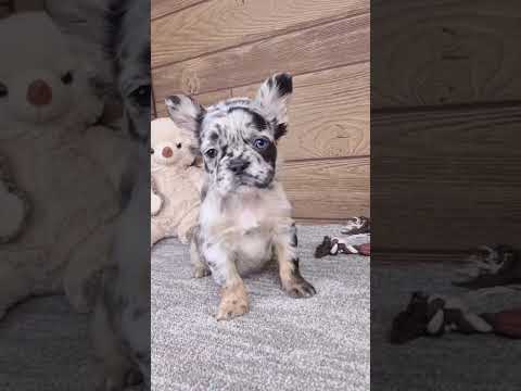 Video 1