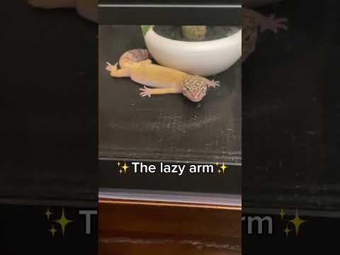 The things you should know before getting a Leopard Gecko 🤣  #viral #leopardgecko