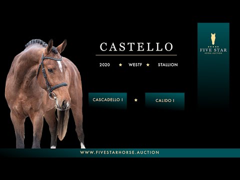 Castello (Cascadello I - Calido I) approved stallion - Five Star Horse Auction 25-28. March