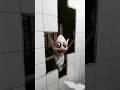 HE S IN THE WALLS Horror Creepy Cursed Shorts