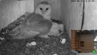 chick 7 day 12 Barn Owls