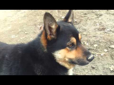 Thor in the wild west