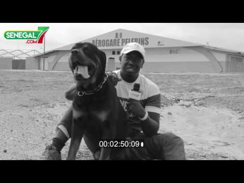 Pourquoi chaque sénégalais doit avoir un chien