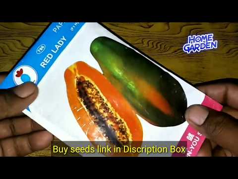 Papaya seeds varieties