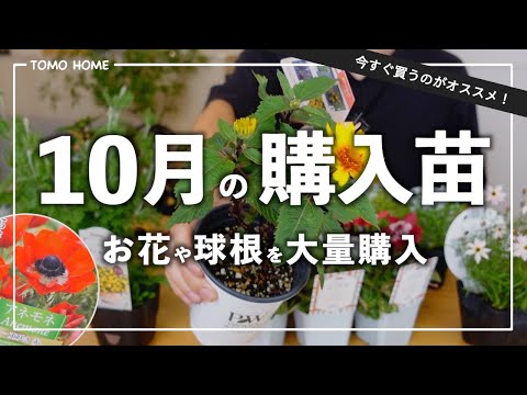 秋に植える花は何ですか？ 9月と10月には球根、多年草、一年生植物がおすすめです。  庭園