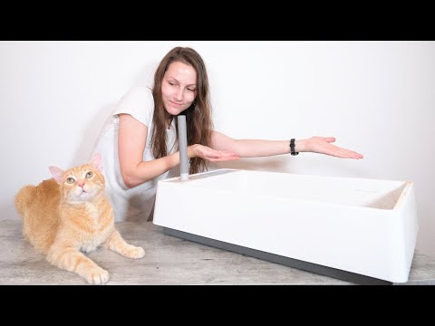 Why is My Cat Not Using the Litter Box? 11 Tips to Get Them Thinking Inside the Box