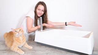 Why is My Cat Not Using the Litter Box? 11 Tips to Get Them Thinking Inside the Box
