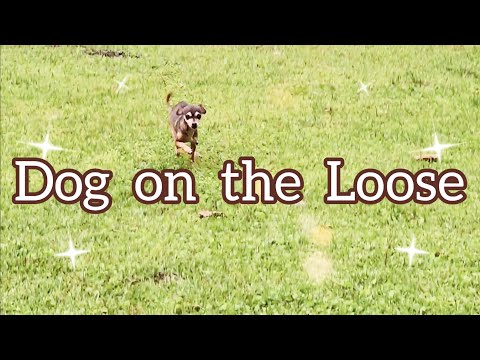 Dog on the Run | VEDA | VLOG