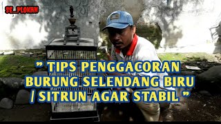Download lagu TIPS MENGGACORKAN BURUNG SELENDANG BIRU /  SITRUN AGAR STABIL mp3