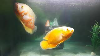 Albino Red Oscar Fish and White Tiger Oscar Fish playing in My Aquarium