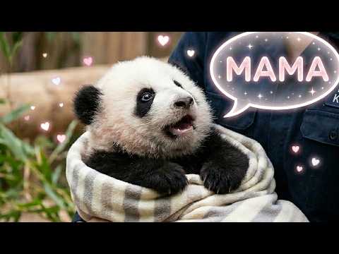 🐼Baby panda that 💭thinks the keeper is its mom