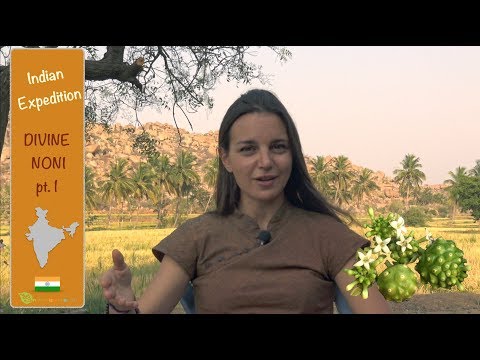 The medical uses of Noni pt.1