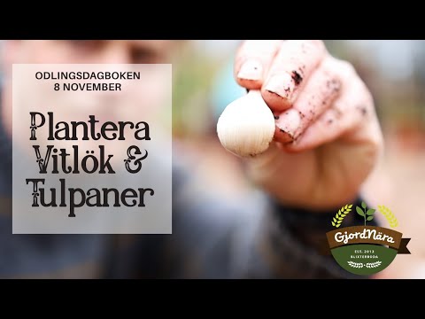 , title : 'Odla vitlök, plantera tulpaner. Odlingsdagboken 2020-11-08'