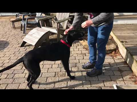 Jackson #32, an adopted Black Labrador Retriever Mix in Killingworth, CT_image-1