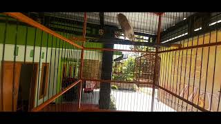 Download lagu Kenari gacor durasi pendek, pancingan kenari mp3