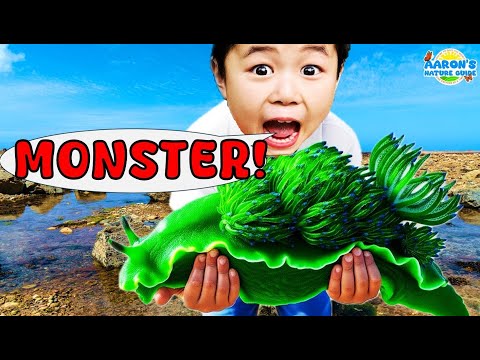 KIDS! 🦑Hunting GIANT Sea Monster in Tide Pool! | EDUCATIONAL KIDS NATURE SHOW🌿