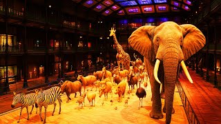 4K Tour of Paris Natural History Museum 🐘🦒🦋  | Muséum national d'Histoire Nature