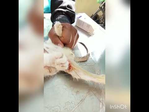 TOM CAT ATTACKED A KITTEN 🐱 || EVISCERATION CORRECTED || Surgeon Siddiqui   #tomcat #kitten