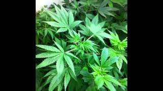 2013 Best Weed VINEs - Marijuana, Weed, Wakeandbake Compilation