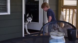 Mishka the Talking Husky Vocally Refuses to Go Out!