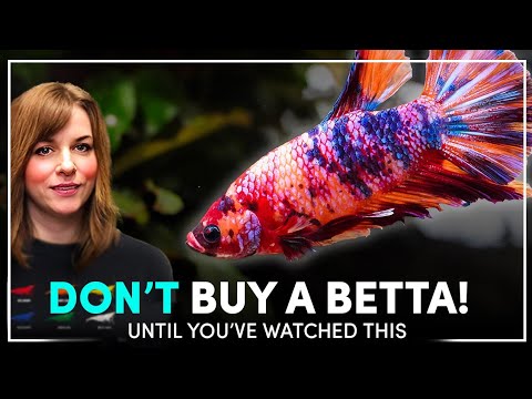Ultimate Betta Fish Care Guide: Tips for a Healthy, Happy Betta