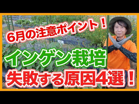 ブッシュインゲンの準備: どのようなオプションがありますか? ライフスタイル