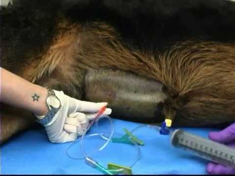 Abdominocentesis in Dogs