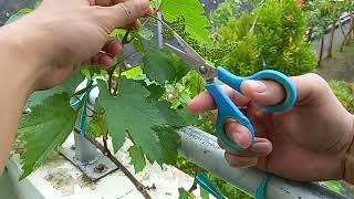 Penjarangan tahap awal buah anggur gosv usia 14 hsp