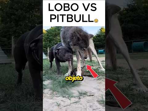 Pitbull intenta competir con un lobo