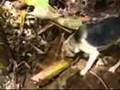 Cachorro Do Maggot