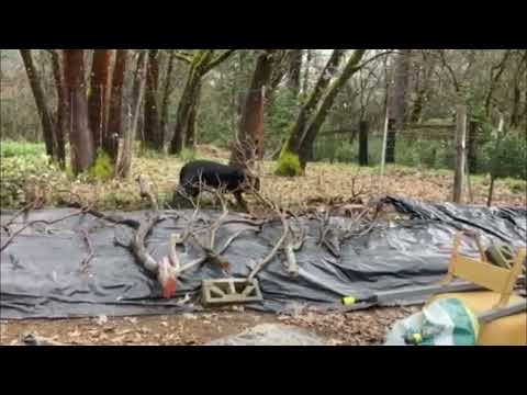 Sorry for the delay, we've been seriously sick. Rod did a lot of footage for our pruning video too!