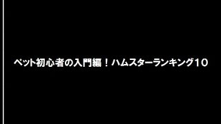 ペット初心者の入門編！ハムスターランキング１０