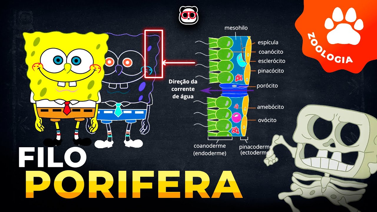 Filo Porífera (esponjas marinhas)