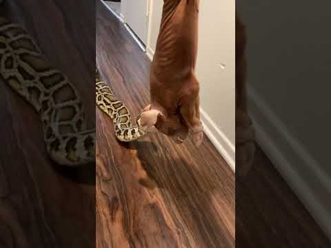 Rocky My GIANT Python Having Piggy Dinner! 🐷🐍 #reptilefeeding #python #pets