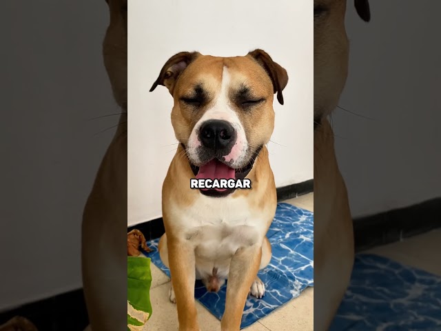 Vídeo relacionado con Pet Nap Cama de Forro Polar precortada para Mascotas, 750 x 750 mm