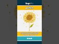 pollen (noun) - definition and usage in English
