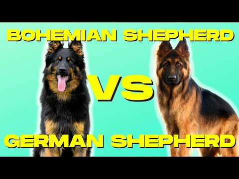 Bohemian Shepherd VS German Shepherd - Compare and Contrast