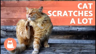 My CAT Is SCRATCHING Themselves RAW 🐱 (7 Causes and Solutions)