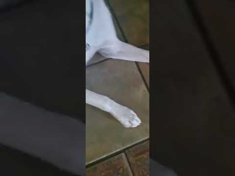 Rocco me roba las nueces