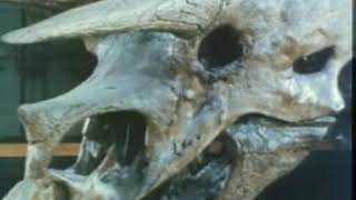 Cucumber Men -  Ich Kenn Den Brunder Dessen Freundin