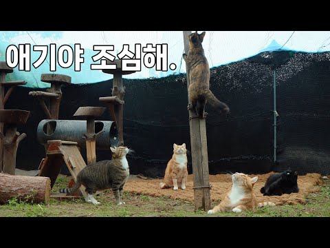 고양이들 덕분에 육묘 쉽게 하는 중