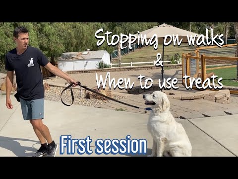 How to get your dog to sit next to you on a walk without a verbal cue