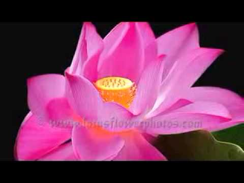 Amazing Lotus Flower Photos   Part # 1
