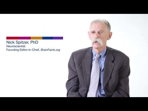 The Short Answer: What Is a Brain Circuit?