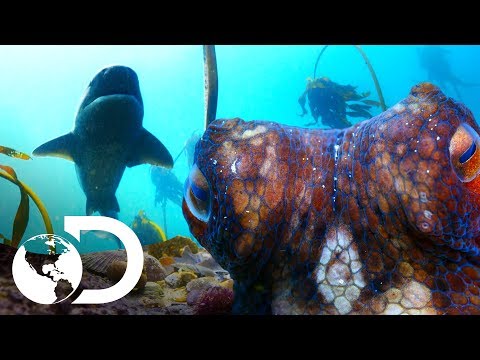 Luta titânica entre um polvo e um tubarão | Planeta Azul II | Discovery Brasil