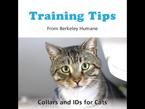 Training Tips: Collars and IDs for Cats!