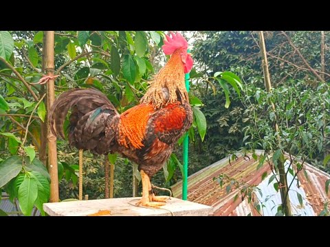 THE BIG ROOSTERS CROWING COMPILATION