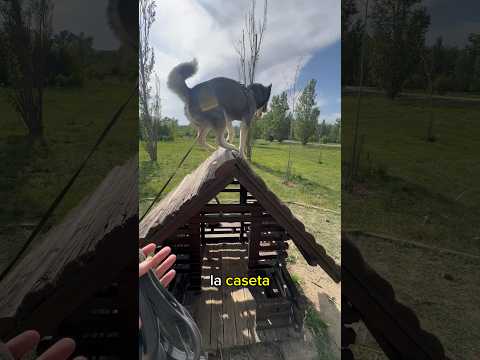 MI HUSKY ES UN GATO | Riku el husky ciclista #perros #huskysiberiano #perro #husky