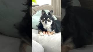 犬、飼い主を監視し続ける。  #犬との暮らし #chihuahua #dog