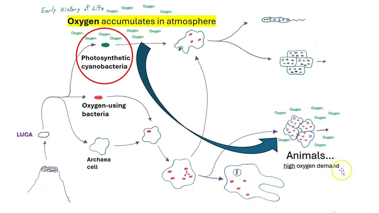 Origins of mitochondria and chloroplasts: Endosymbiosis part 2